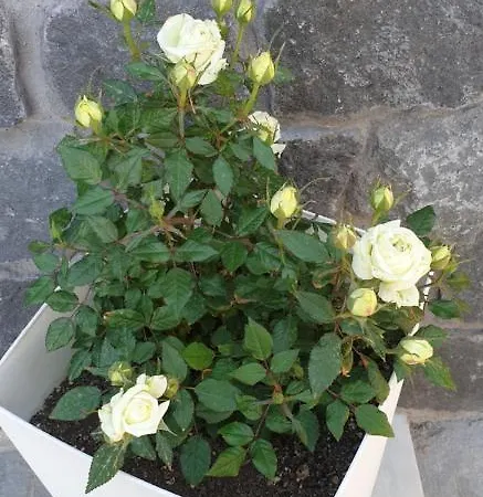 Atlas Karterados (Santorini)