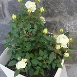 Atlas Karterados (Santorini)