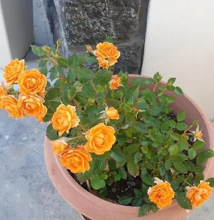 Atlas Karterados (Santorini)