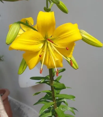 Atlas Karterados (Santorini)