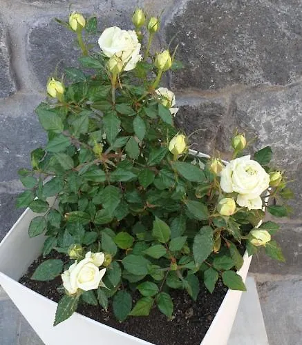 Atlas Karterados (Santorini)