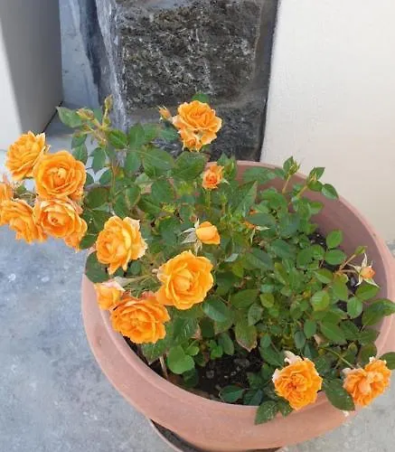 Atlas Karterados (Santorini)